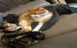 Domestic Shorthair cats for sale: looking for a forever home. (Free/ adoption)  - Image 8