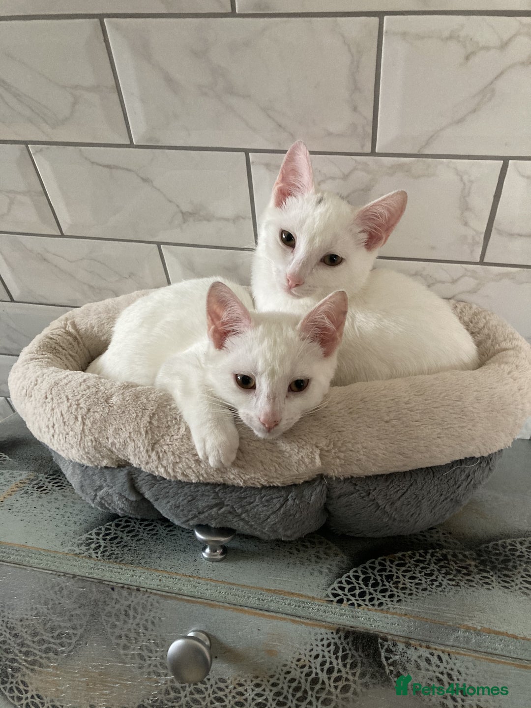 Turkish Van cats for sale: Gorgeous Turkish Van kitten - Advert 21
