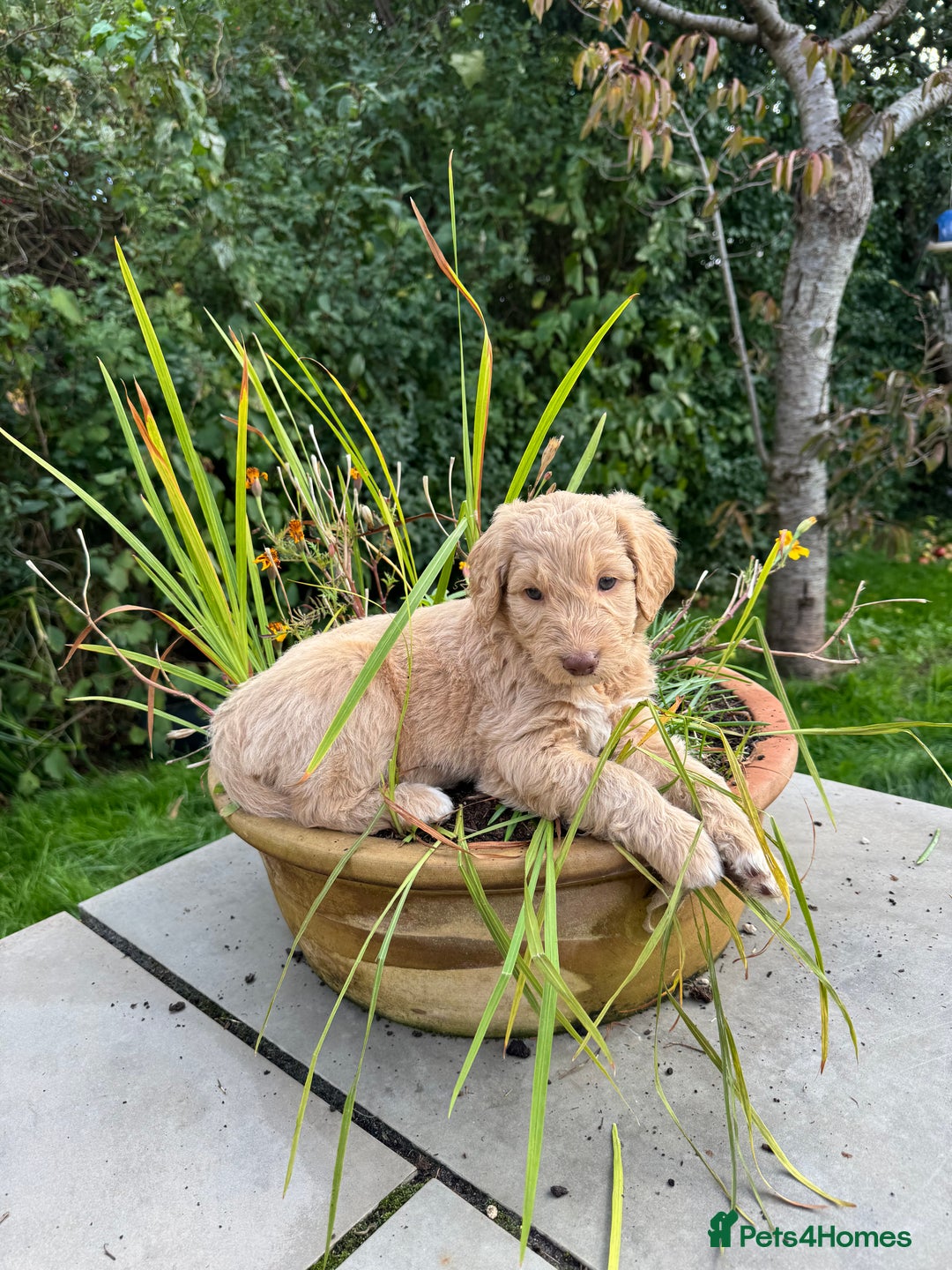 Double Doodle dogs for sale: Australian Goldendoodle puppies - Image 22
