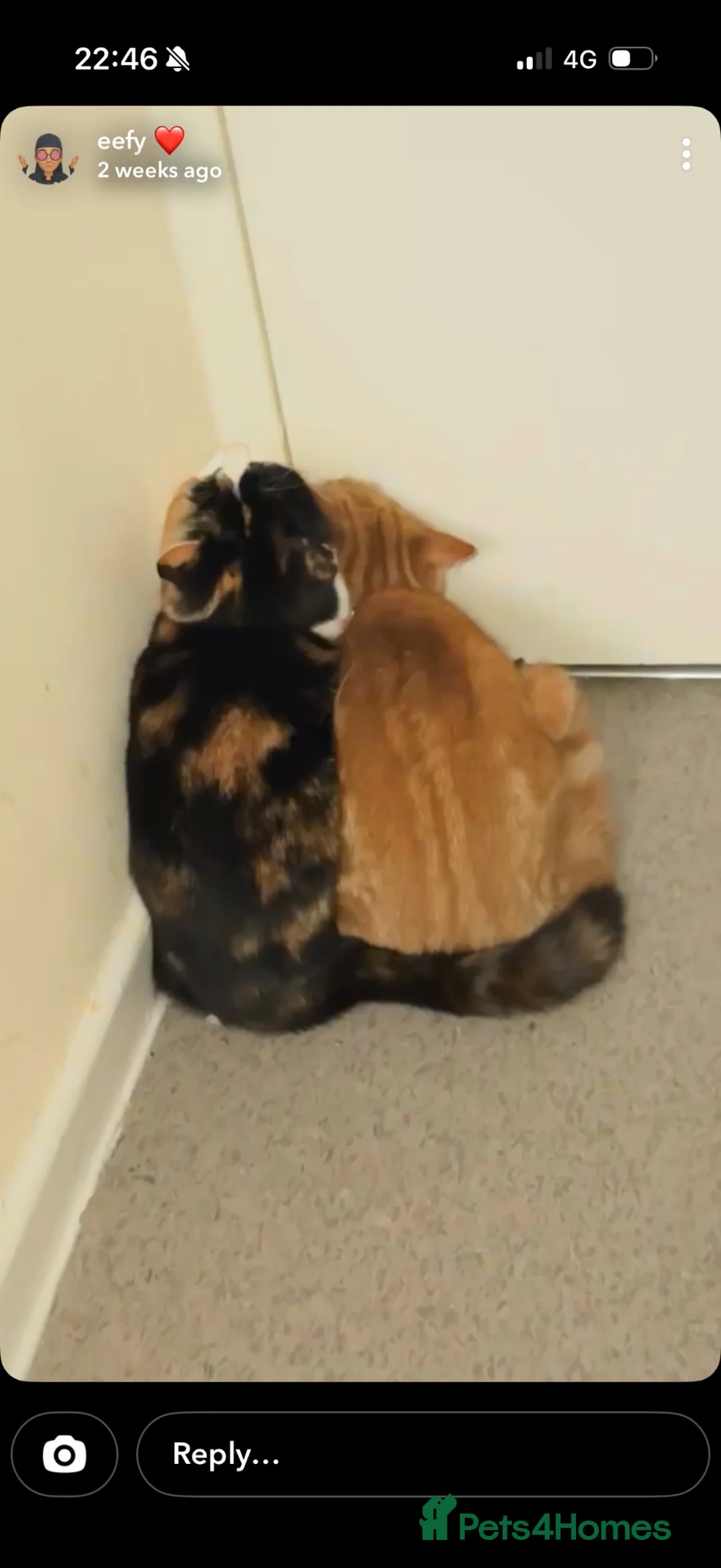 Mixed Breed cats for sale: Benji and Sassy in Birkenhead - Advert 8