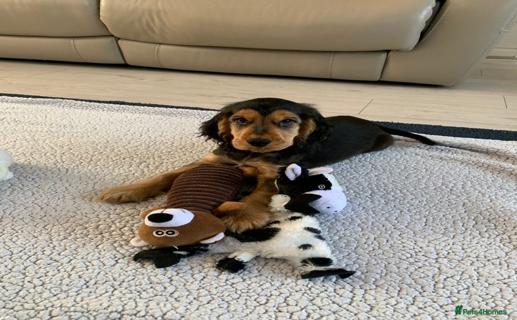 Cocker Spaniel dogs in Abergele - Advert 4