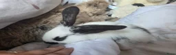 Continental Giant rabbits for sale: Beautiful giant rabbits  - Advert 4