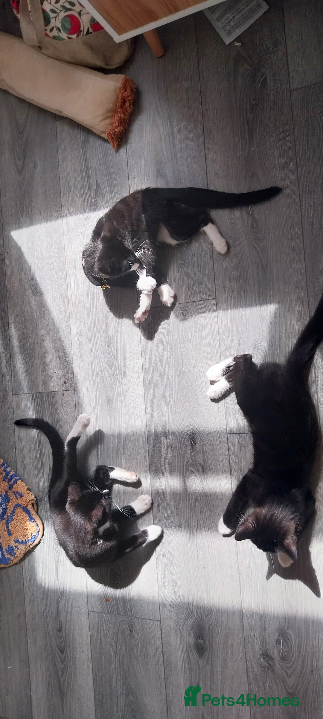 Mixed Breed cats for sale: Three beautiful tuxedos - MMF - Image 7