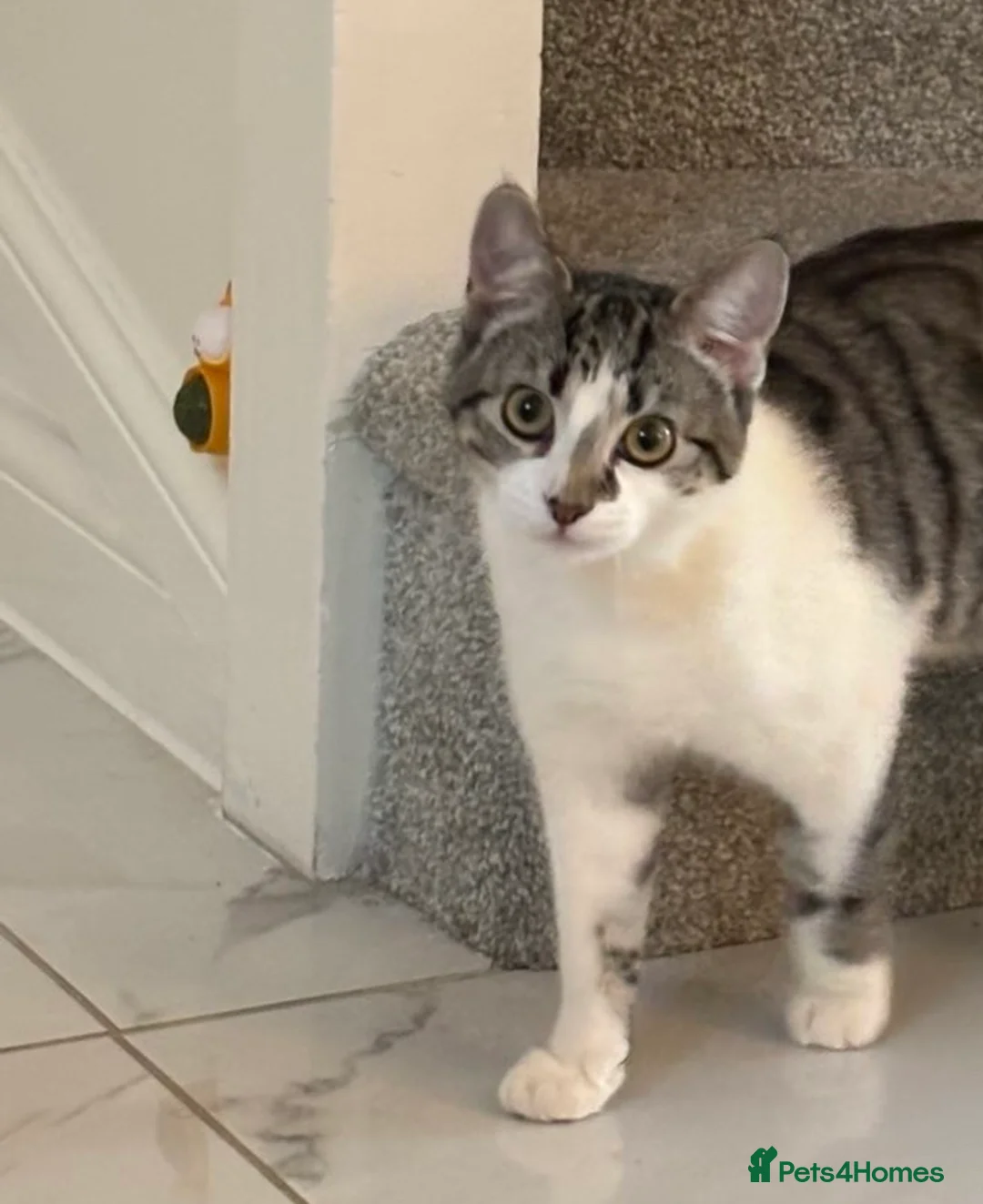 Mixed Breed cats for sale: Kitten 8 months old  in Stockton-on-Tees - Advert 1