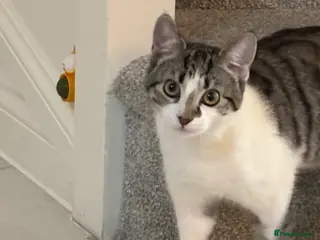 Mixed Breed cats Kitten 8 months old - Advert 2