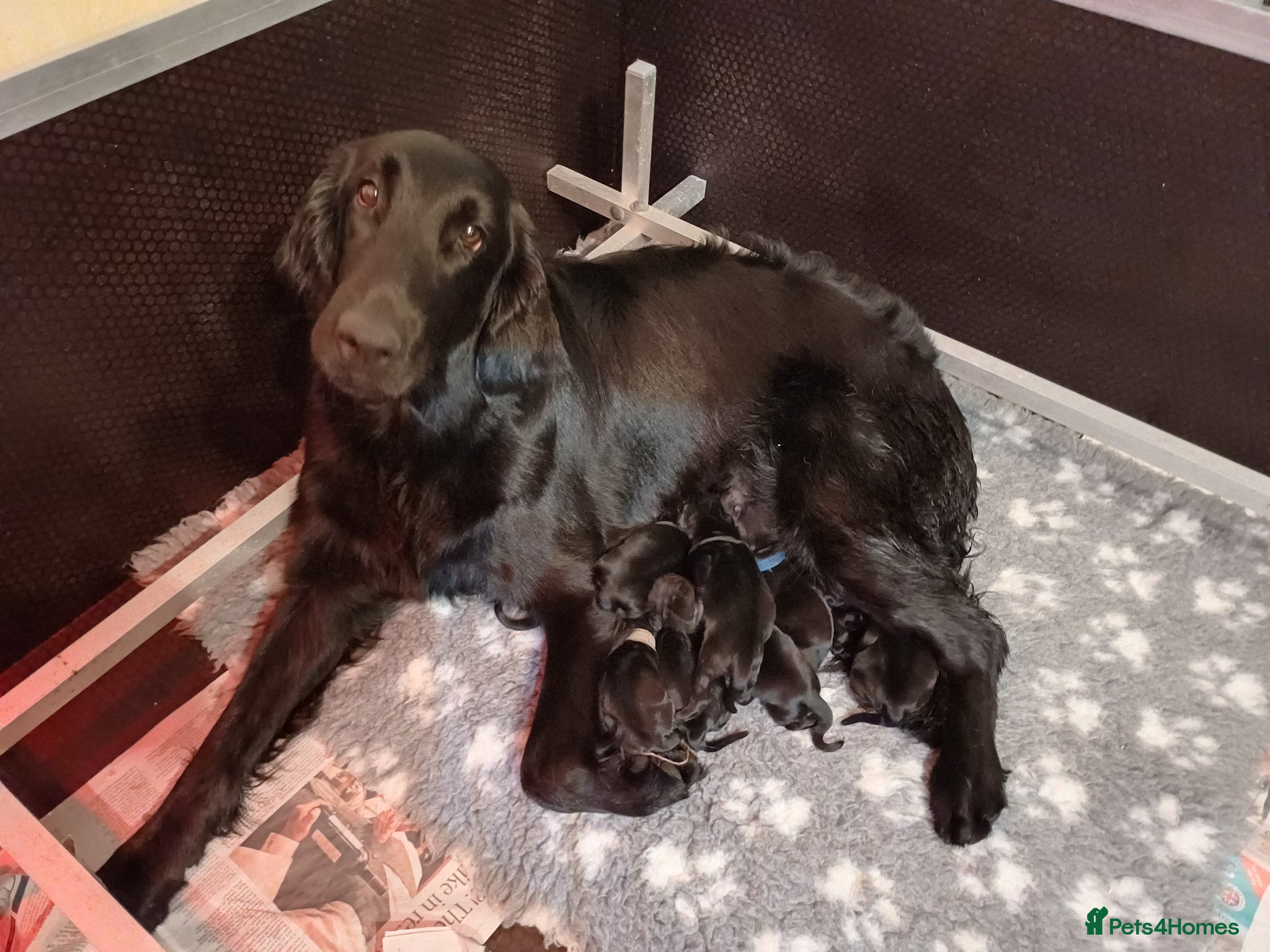 Flat coated Retriever dogs Flat coat retriever puppies 4 left - Advert 16