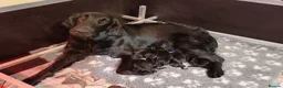 Flat coated Retriever dogs for sale: Flat coat retriever puppies 4 left - Advert 1