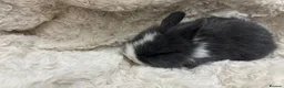 Mini Lion Lop rabbits for sale: double mane lion lops in Deeside - Advert 9