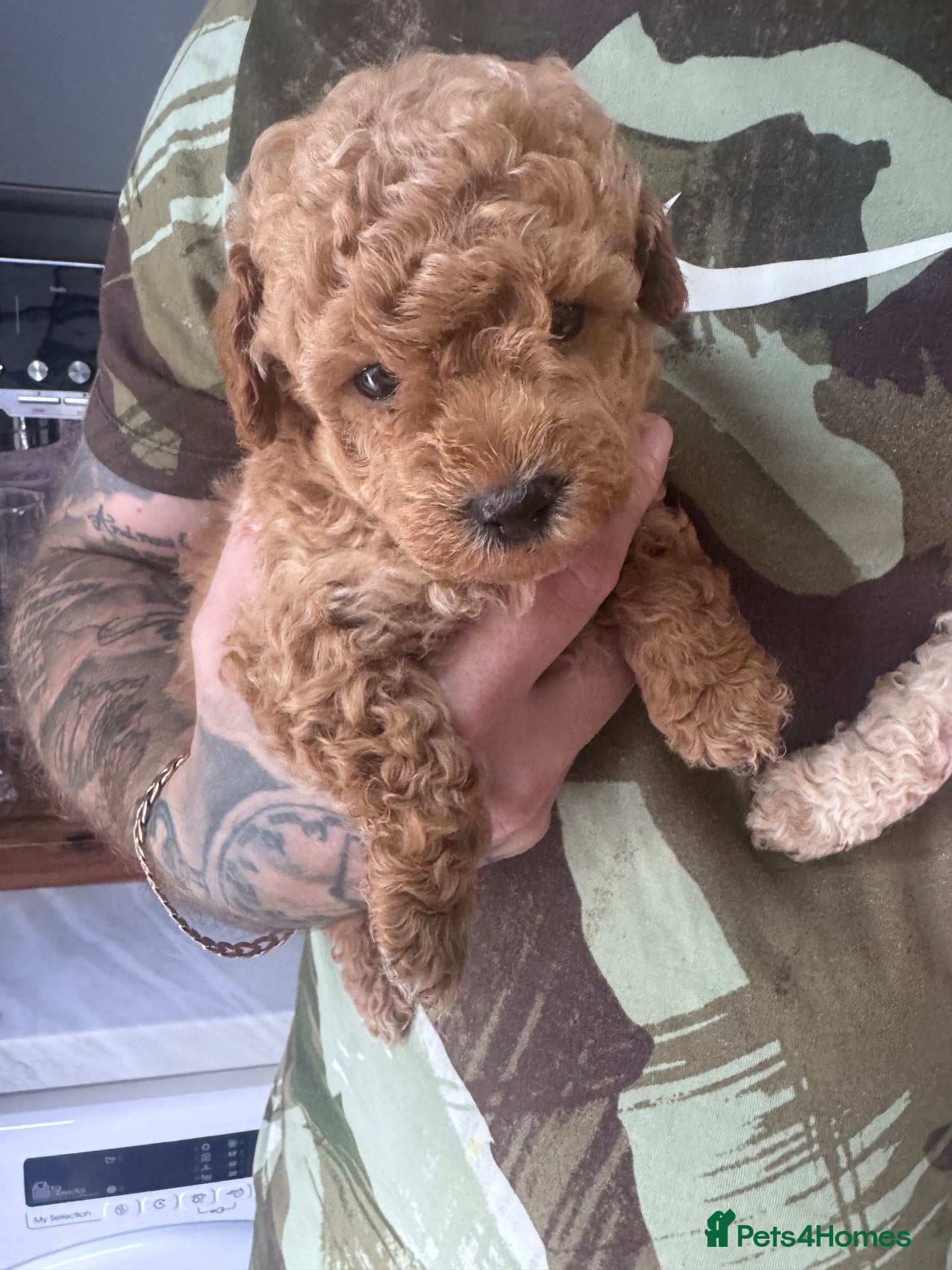 Yorkiepoo dogs 7 beautiful yorkiepoo babys  - Advert 2