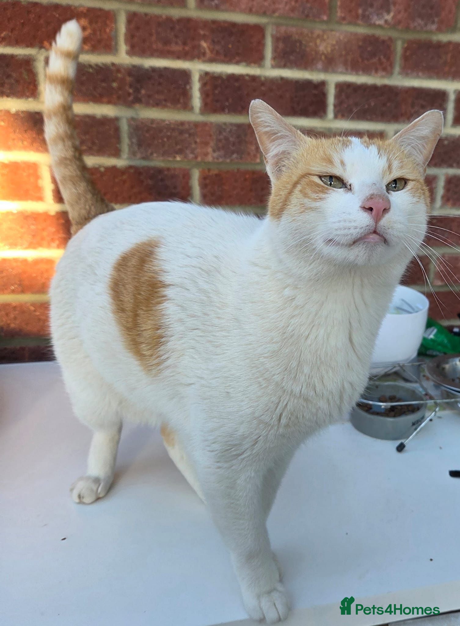 Mixed Breed cats Friendly Rescue boy Henry - Advert 1