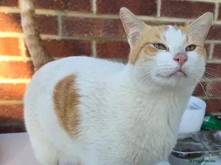 Mixed Breed cats Friendly Rescue boy Henry - Advert 1