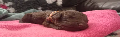 Yellow and pink collar girl 