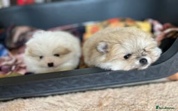 Pomeranian dogs for sale: Kc Registered Pomeranian Pups - Image 12