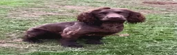 Cocker Spaniel dogs for stud: Taff (wild Fowler Will) for stud - Advert 1