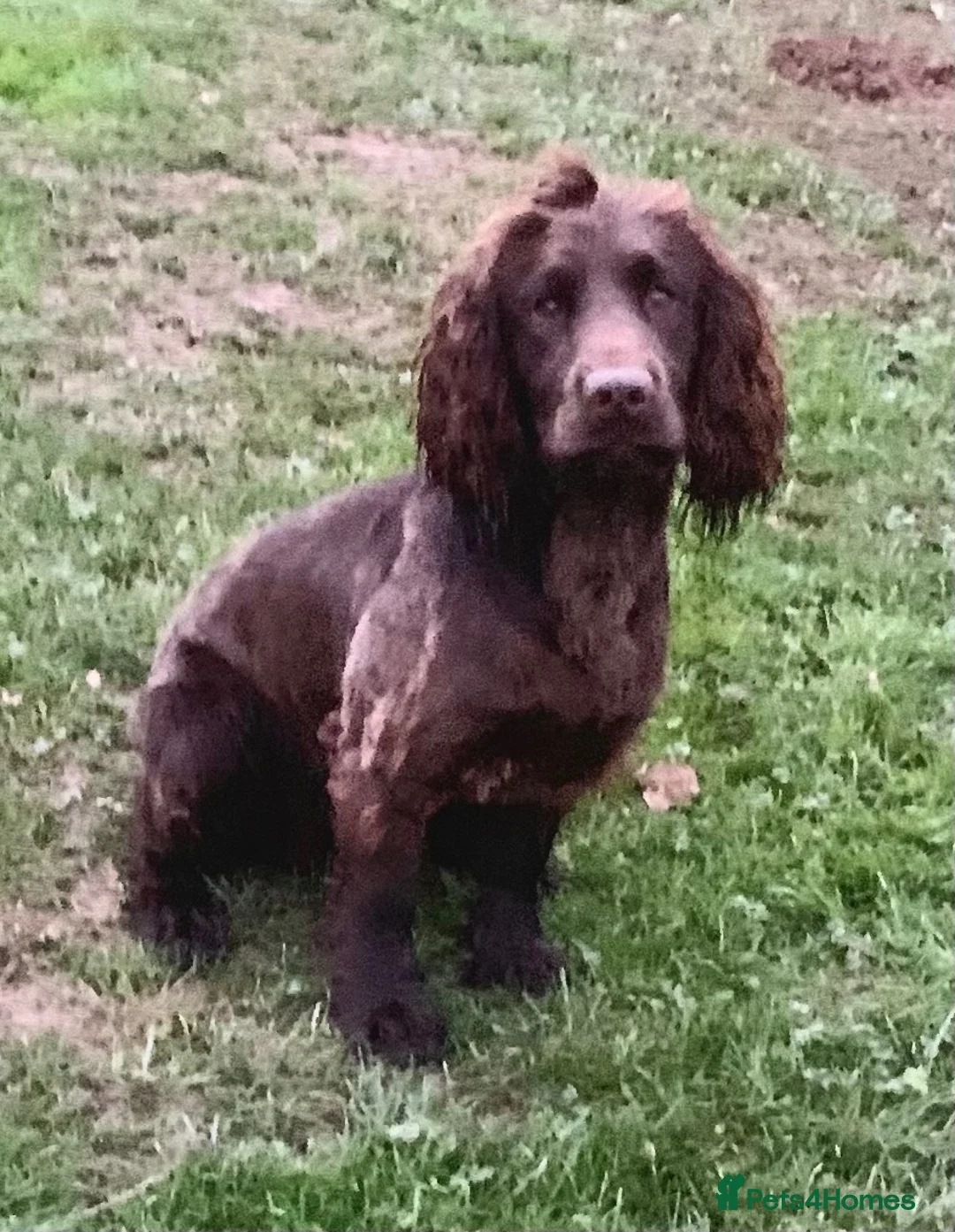 Cocker Spaniel dogs for stud: Taff (wild Fowler Will) for stud - Advert 1