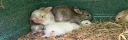 Mixed Breed rabbits for sale: Beautiful little of mixed giants  - Advert 9