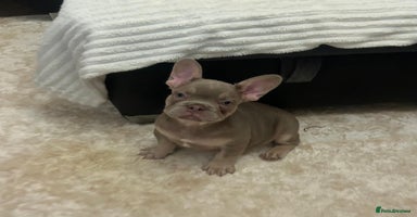 French Bulldog dogs - Advert 2