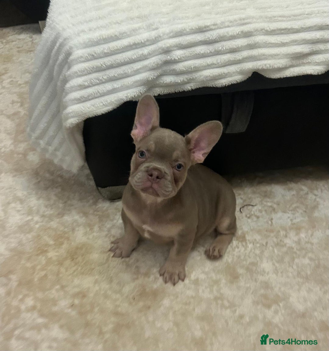 French Bulldog dogs for sale: Kc registered french bulldog puppy’s Isabella  - Image 3