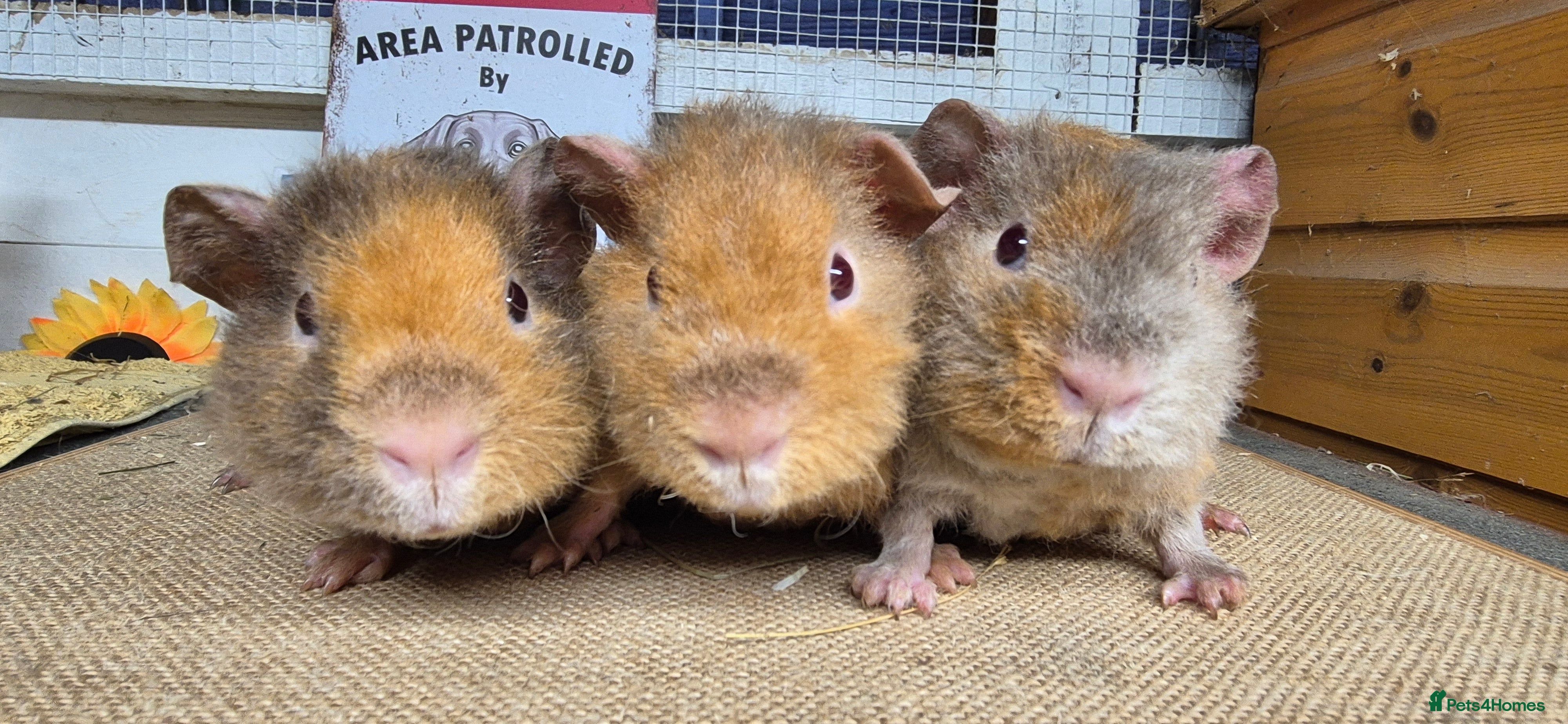 Guinea Pig rodents Baby teddy guinea pigs - Advert 14