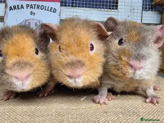 Guinea Pig rodents Baby teddy guinea pigs - Advert 14