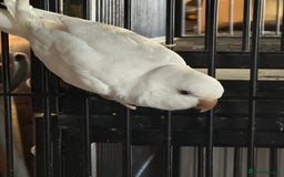 Parakeets birds for sale: Hen Quaker albino - Image 1