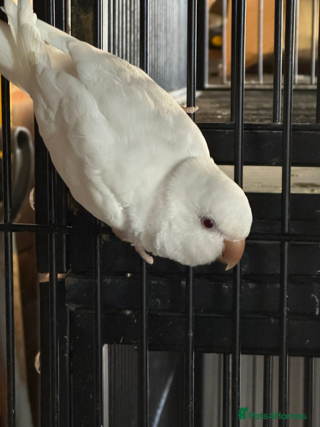 Parakeets birds for sale: Hen Quaker albino - Image 1