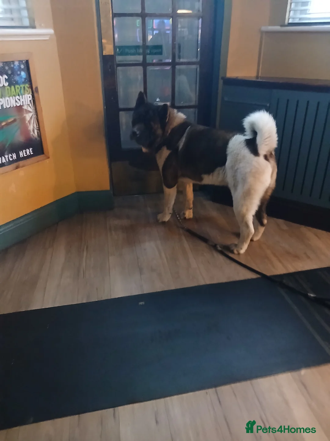 Akita dogs for stud: American Akita For Stud  - Advert 6