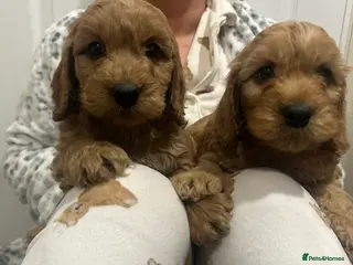 Cockapoo dogs Beautiful Red Cockerpoo Puppies - Advert 11