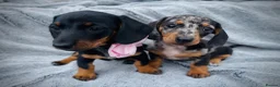 Dachshund dogs for sale: Dachshund puppies in Llanelli - Advert 9