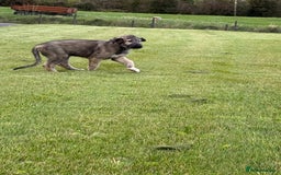 Irish Wolfhound dogs for sale: Irish wolfhound puppies - Image 3