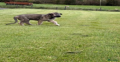 Irish Wolfhound dogs - Advert 14