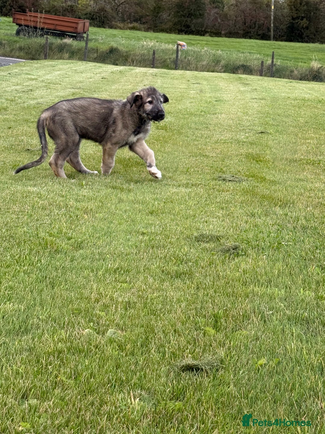 Irish Wolfhound dogs for sale: Irish wolfhound puppies - Image 3