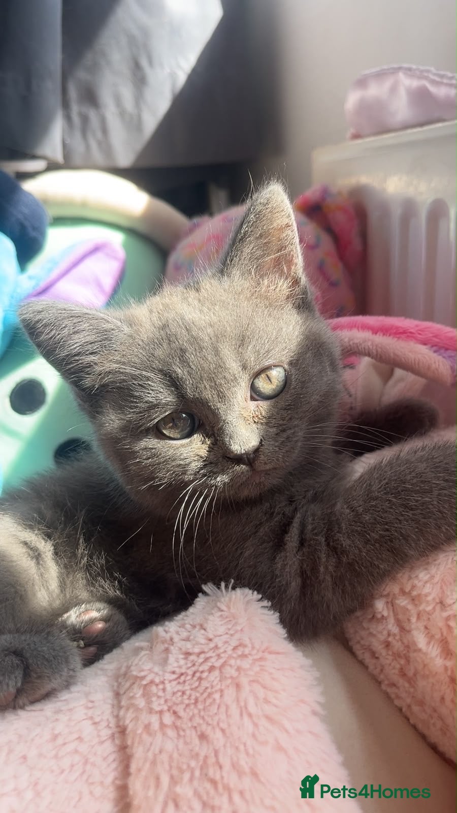 British Shorthair cats Purrfect British blue X Ragdoll girls ready to go  - Advert 1