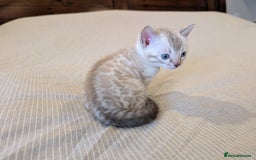 Bengal cats for sale: 🖤🤎 Gorgeous Bengal Kittens 🤎🖤 - Image 4