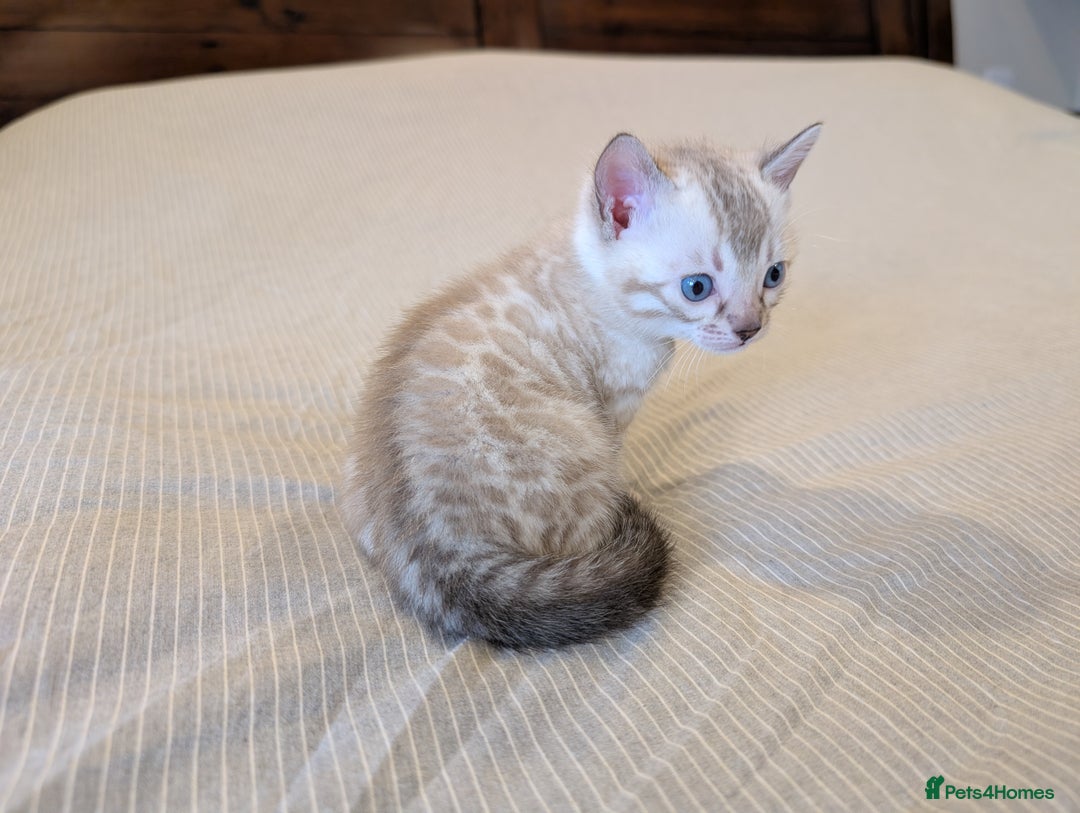 Bengal cats for sale: 🖤🤎 Gorgeous Bengal Kittens 🤎🖤 - Image 4