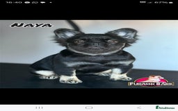 French Bulldog dogs for sale: Fluffy frenchie for sale  - Image 3