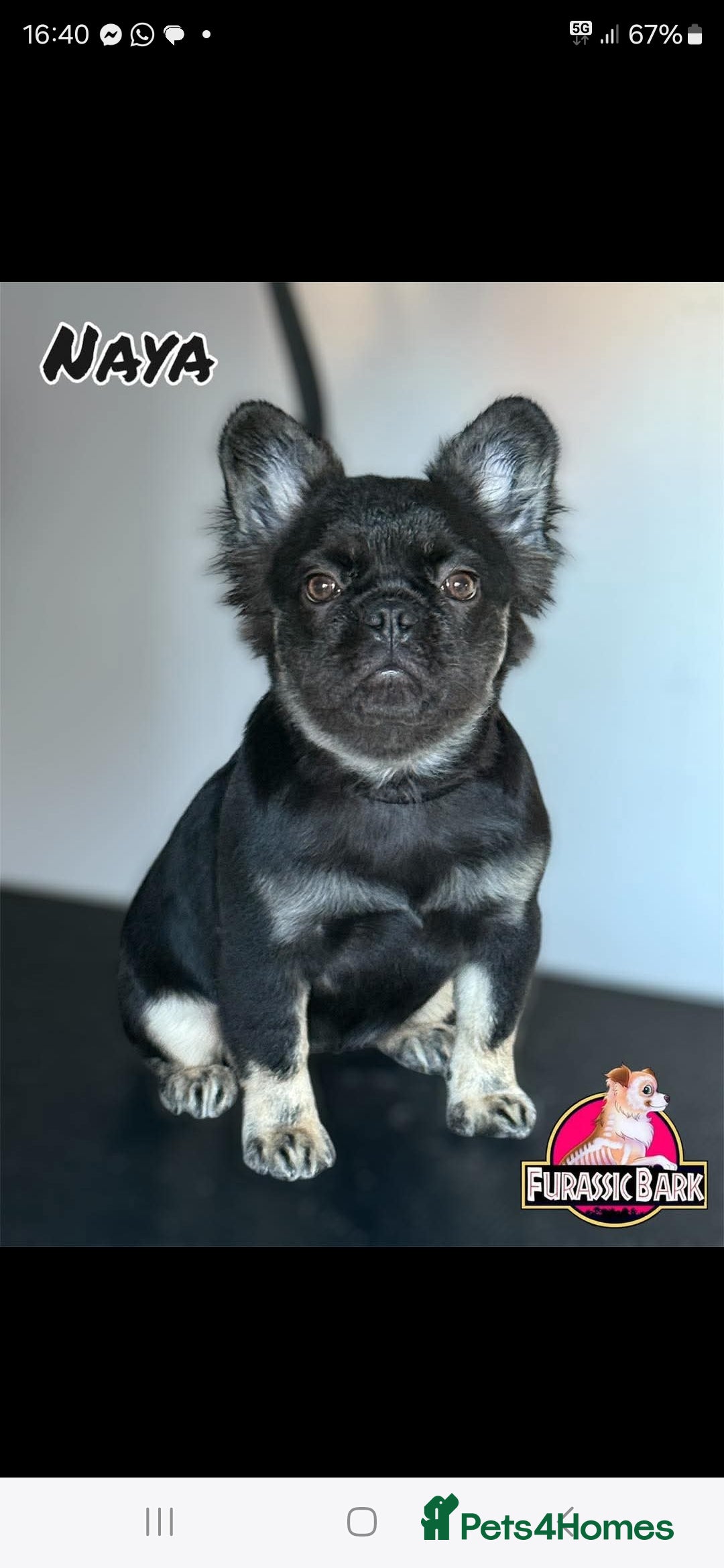 French Bulldog dogs for sale: Fluffy frenchie for sale  - Image 3