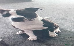 Staffordshire Bull Terrier dogs for sale: Staffordshire bull terriers for sale - Image 10