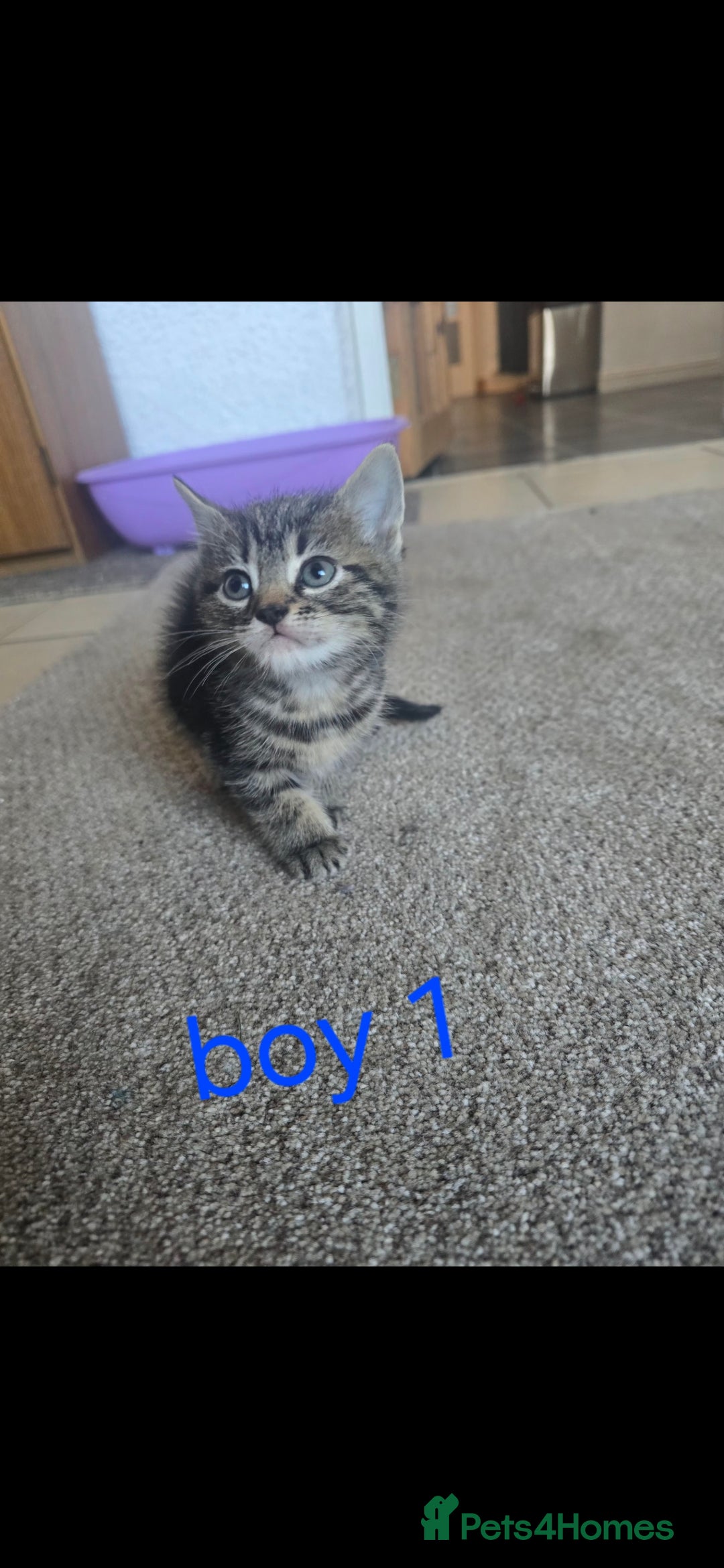 Mixed Breed cats for sale: Mixed breed kittens for sale - Advert 3