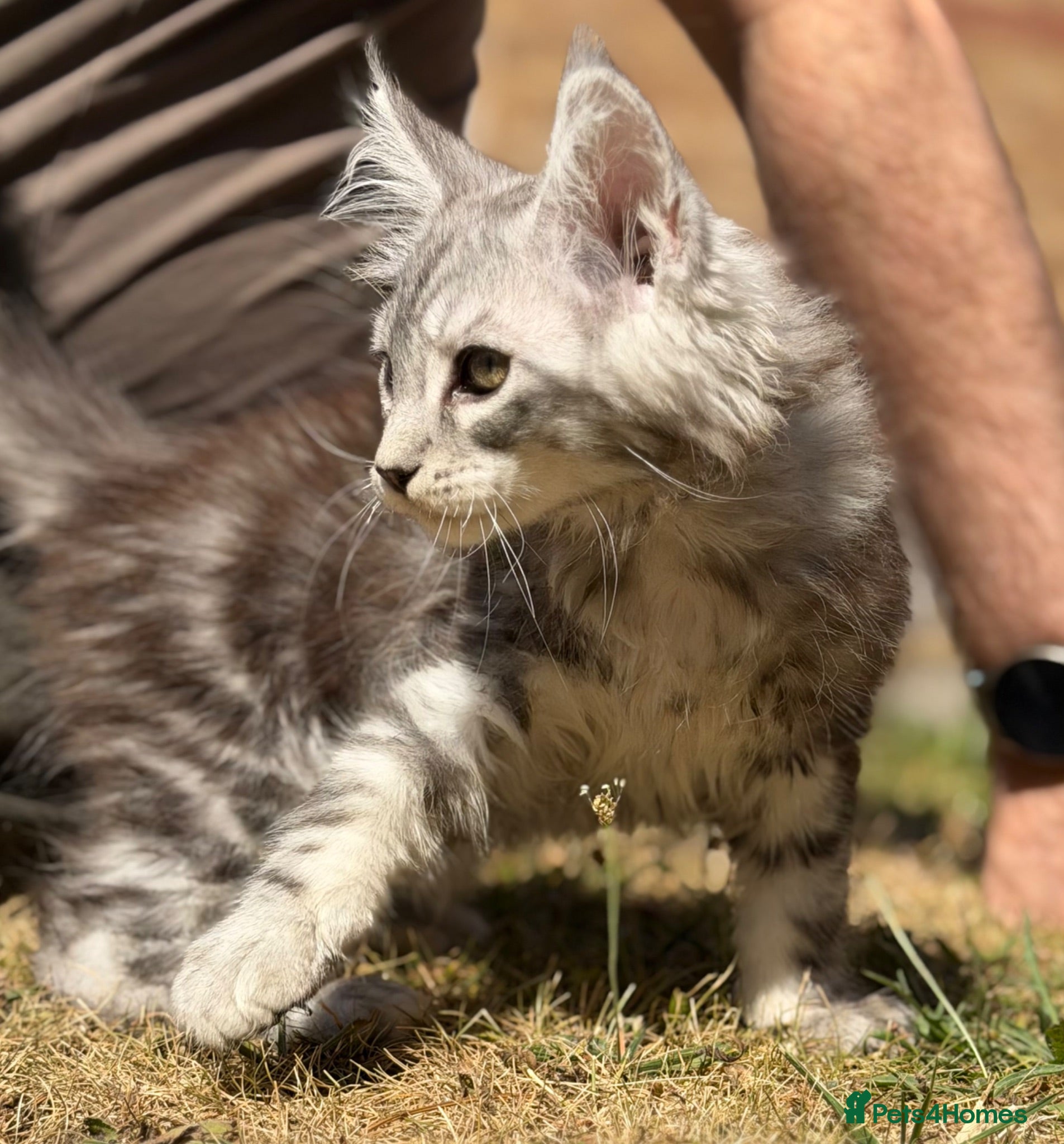 Maine Coon cats TICA reg mainecoon kittens - Advert 1