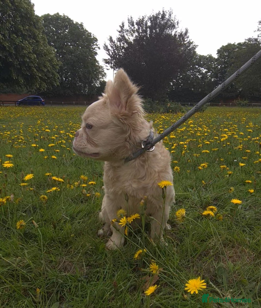 French Bulldog dogs for stud: ✨ Elite Fluffy Merle Husky Stud Available ✨ - Advert 4