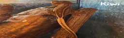 Gecko reptiles for sale: 2x Juvenile Crested Geckos  - Advert 3