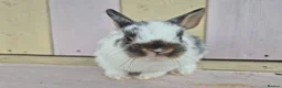 Netherland Dwarf rabbits for sale: 🩵PRETTIEST NETHERLAND DWARF COLOURED BABIES 🩷 - Advert 10