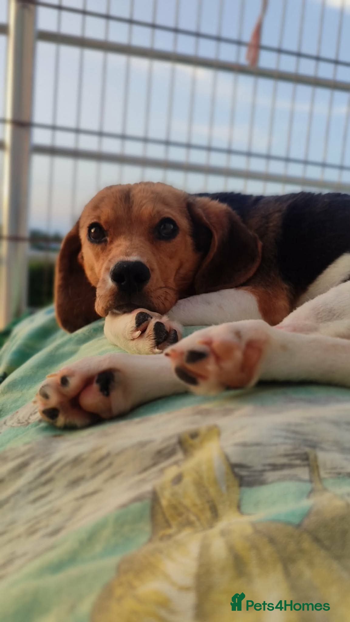 Beagle dogs Masha - Advert 19