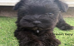 Schnoodle dogs for sale: Stunning litter of Schnoodle pups - Image 21