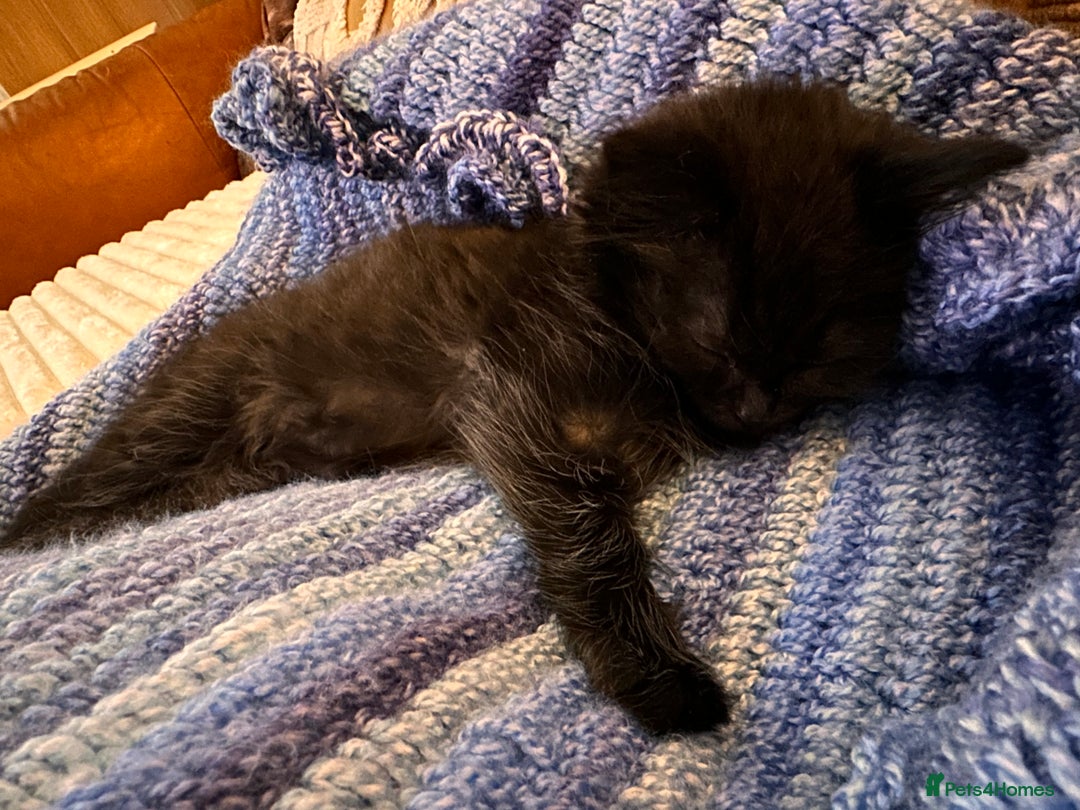 Mixed Breed cats for sale: Super fluffy female kitten - Advert 6