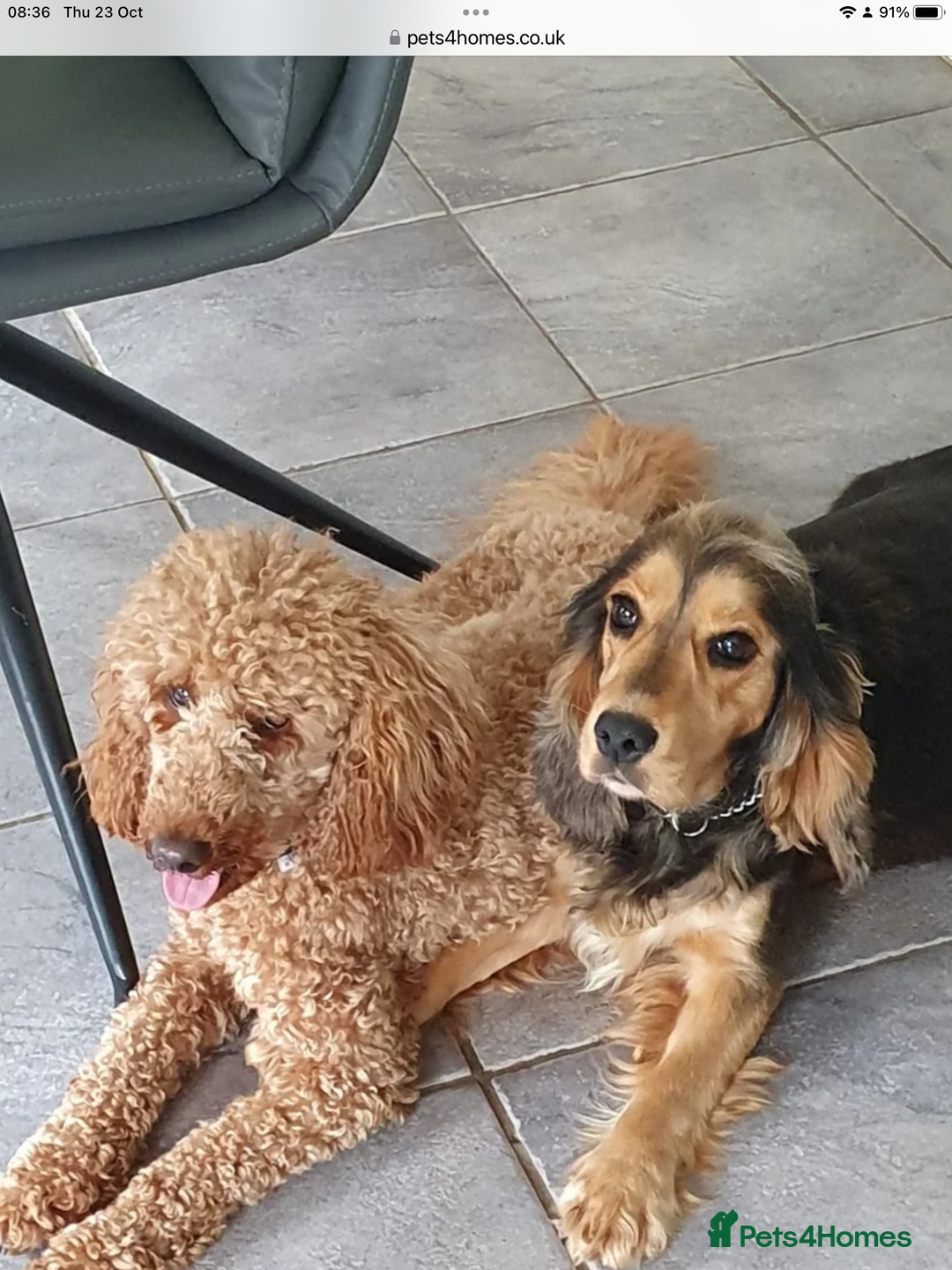 Miniature Poodle dogs for stud: Red miniature poodle - Advert 5