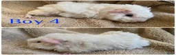 Mixed Breed rodents for sale: Girl and boy guinea for sale  - Advert 8