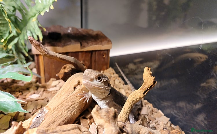 Dragon reptiles - Advert 1