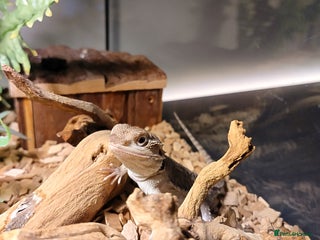 Dragon reptiles - Advert 38